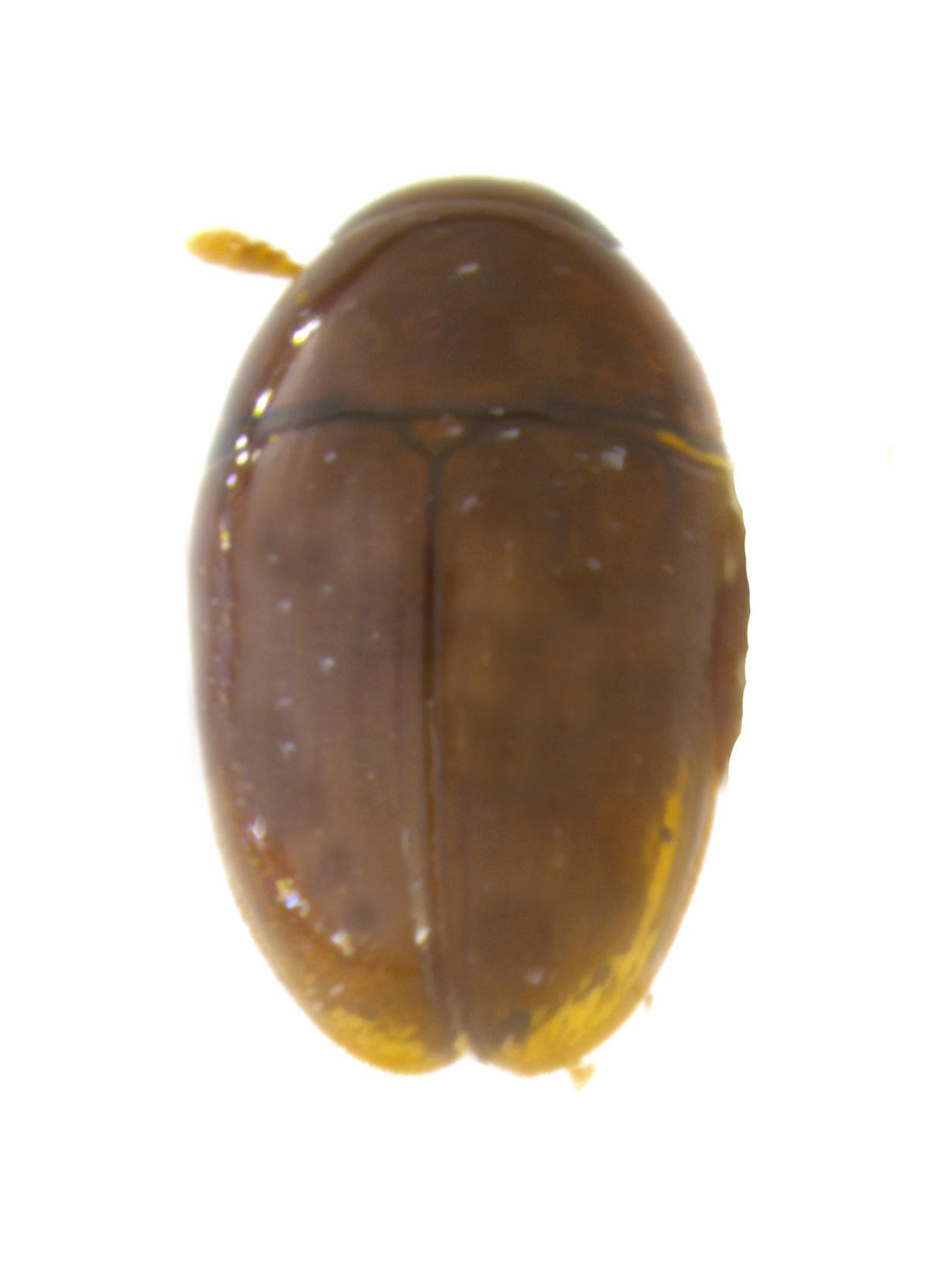 Phalacrus darwini Pinta Island. Specimen housed in the ICCDRS collection (ICCDRS 6346). Photo: María Sol Herrera, CDF, 2024.